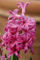 Comune giacinto, hyacinthus orientalis foto