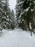 inverno paesaggio con nevoso montagne e alberi sorprendente inverno sfondo foto