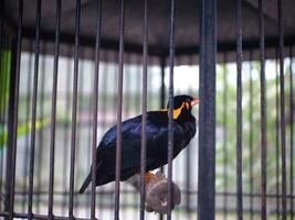 un' Comune collina myna gracula religiosa è perching nel il gabbia, sfocato sfondo. un' nero uccello foto