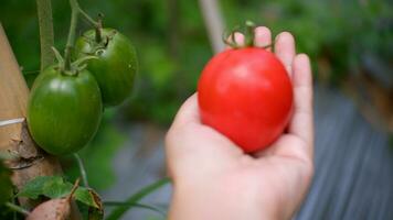 contadino Tenere fresco pomodori a tramonto. cibo, la verdura, agricoltura foto