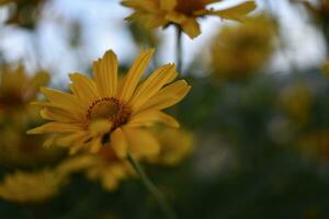 il Asteraceae famiglia. grande giallo fiori. girasole. foto