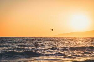 pelikan volante nel il tramonto al di sopra di il oceano spiaggia foto