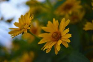 il Asteraceae famiglia. grande giallo fiori. girasole. foto