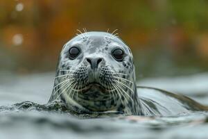 ai generato ritratto di un' foca guardare su di il acqua foto