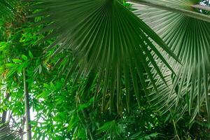 palme e altro tropicale alberi nel grande serra foto