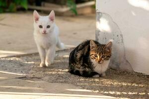 Due gattino si siede su il sentiero nel il giardino vicino il parete foto