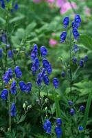 blu aconito fiori avvicinamento su un' sfocato naturale sfondo foto