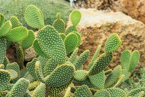 naturale sfondo - boschetti di spinoso Pera cactus con giallo spine foto