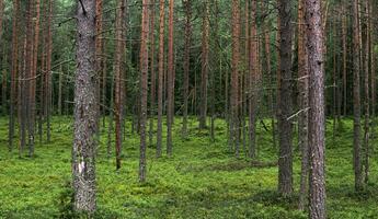 naturale paesaggio, pino boreale foresta con muschio sottobosco, conifero taiga foto