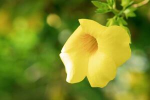 grande giallo fiore di tropicale allamanda pianta su un' sfocato naturale sfondo foto