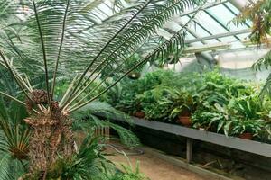 tropicale impianti nel un' grande serra di un' botanico giardino foto