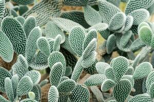 naturale sfondo - boschetti di spinoso Pera cactus con giallo spine foto