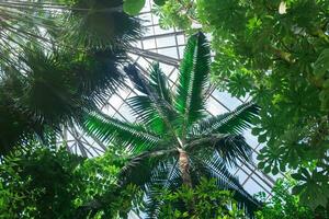 corone di palma alberi e altro tropicale alberi sotto il bicchiere soffitto di il serra foto