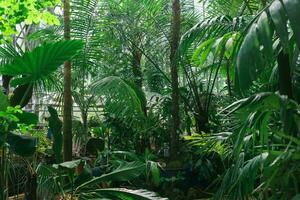 palme e altro tropicale alberi nel grande serra foto