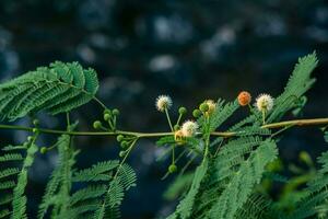 fiori di gomma Arabo albero su un' sfocato naturale sfondo foto