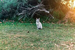 senza casa gattino vicino il suo riparo nel il cespugli nel il parco foto