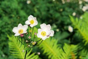 pallido rosa anemone fiori avvicinamento su un' sfocato naturale sfondo foto