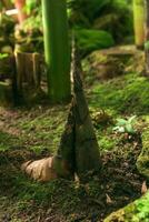 bambù germoglio in crescita tra grande bambù steli foto