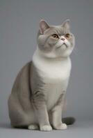 ai generato esotico capelli corti gatto isolato su grigio sfondo foto