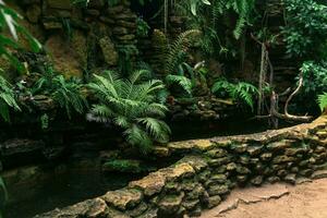 stagno per amante dell'umidità impianti nel un' tropicale serra foto