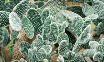 naturale sfondo - boschetti di spinoso Pera cactus con bianca spine foto