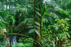 tropicale vegetazione nel un' grande serra con un' stagno foto