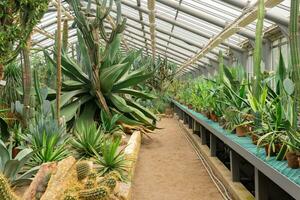 collezione di succulente e cactus su un' grande serra foto
