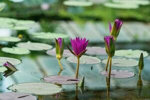 esotico viola ninfee fioriture nel acqua avvicinamento foto