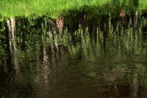 naturale sfondo, acqua paesaggio, brillante acqua superficie con riflessione foto