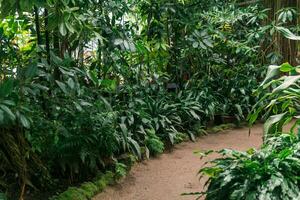 interno di un' grande serra con tropicale impianti foto