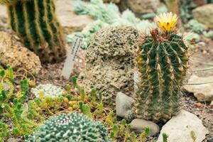 collezione di cactus e altro succulente nel il botanico giardino foto