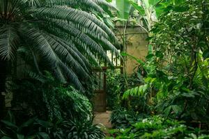 interno di un vecchio serra con un' collezione di tropicale impianti foto