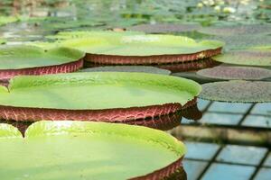 galleggiante le foglie di un' gigante acqua giglio Vittoria amazonica foto