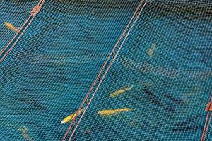 pesce gabbia a acquacoltura azienda agricola avvicinamento foto