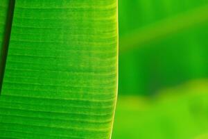 naturale verde floreale sfondo - struttura di largo le foglie di tropicale pianta foto