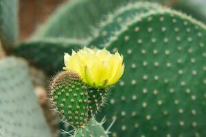 giovane spinoso Pera cactus le foglie con giallo fiore foto