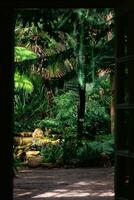 Ingresso per un vecchio serra con un' collezione di tropicale impianti foto