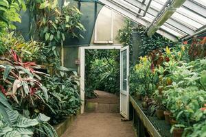 interno di un' grande serra con un' collezione di tropicale impianti foto