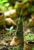 bambù germoglio emergente a partire dal il terra nel il ombreggiato sottobosco foto