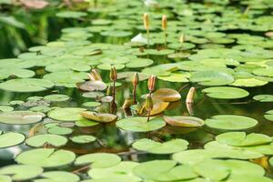 mini cuffie di acqua gigli prima fioritura nel naturale habitat foto