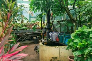 interno di un' grande serra con un' collezione di tropicale impianti ang giardino attrezzatura foto