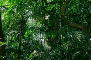 palme e altro tropicale alberi nel grande serra foto