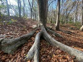 Questo è foresta mahagoni nel jogjakarta. nel Questo foresta molti biodiversità e qualunque vecchio cimitero nel Qui foto