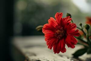 ai generato un' rosso fiore è seduta su superiore di tavolo foto