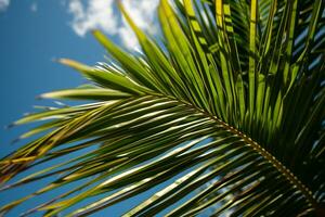 ai generato vicino su di un' palma albero foglia con un' blu cielo nel il sfondo foto