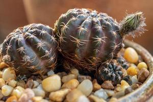 un piccolo bocciolo di fiore di cactus echinopsis foto