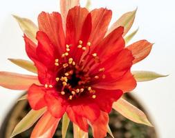 petalo delicato di colore rosso con soffice polline di fiore di cactus echinopsis foto