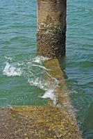 cirripedi sul palo d'acciaio di corrosione superficiale al mare foto