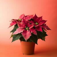 ai generato Immagine di poinsettia fiore su isolato pianura sfondo foto