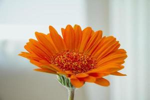 fiore di gerbera arancione su sfondo bianco foto